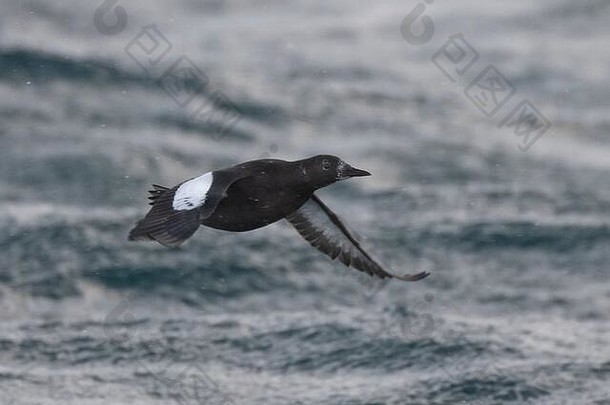 基利摩黑色的塞普斯gryle成人飞行海雪风暴batsfjord瓦朗厄尔北极挪威