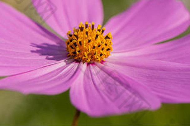 盛开的装饰pink-purple花阳光明媚的一天特写镜头秋天季节网络横幅