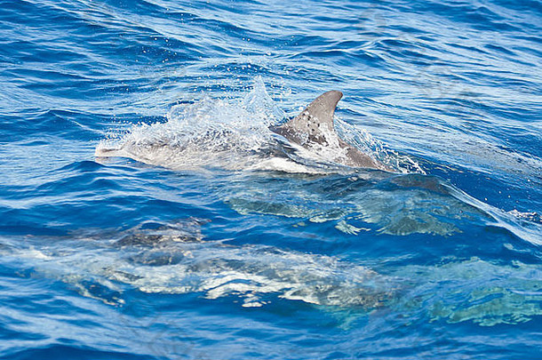 家庭集团大西洋发现了海豚斯特内拉额的跳跃大西洋海洋南为什么米格尔岛