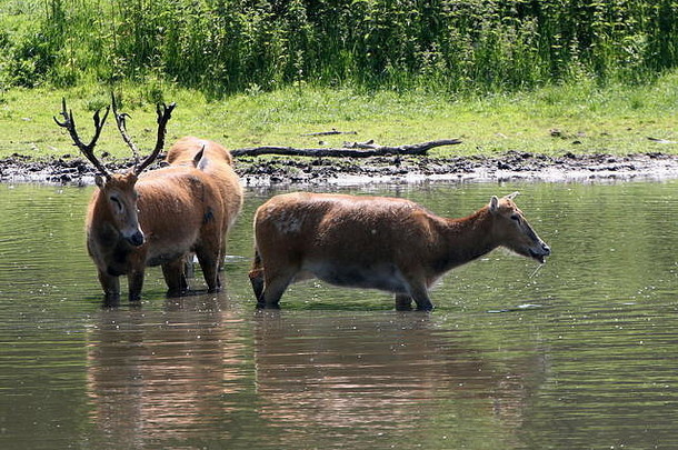 发情季节，Père Did的鹿牡鹿（Elaphurus didianus）与一头母鹿一起生活在水中。