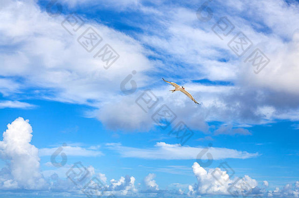 海鸥苍蝇高美丽的明亮的蓝色的天空白色云背景特写镜头