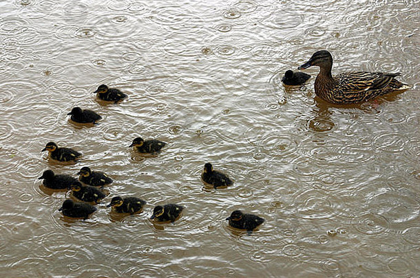 雨水飞溅的池塘上的绿头鸭和小鸭
