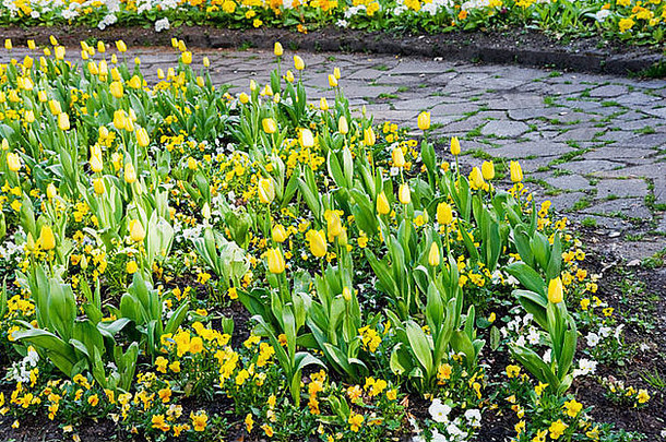 英国威尔特郡斯温顿镇花园中黄色郁金香和三色紫罗兰的正式春季花坛