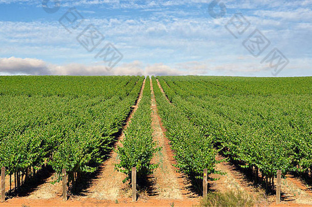 巴罗萨山谷一个农场的全景图，葡萄成行生长