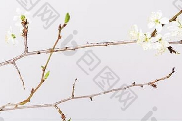 春季背景，白色桌面上有樱花枝，俯视图，框架，平放
