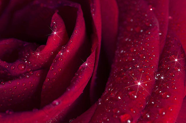 美丽的带水滴的玫瑰特写