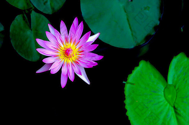 池塘里美丽的紫罗兰
