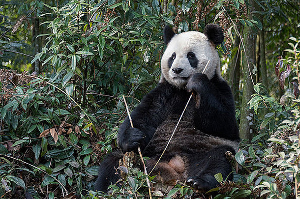 中国四川碧峰峡，爪子上各有一根竹竿的成年大熊猫