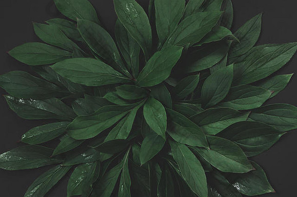 有创意的布局使绿色叶子黑色的背景前视图自然概念健美的图像