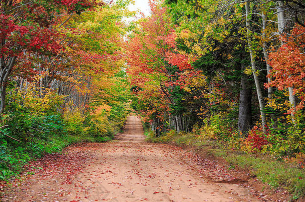加拿<strong>大爱</strong>德华王子岛乡村绚丽的秋季景观中的粘土路。