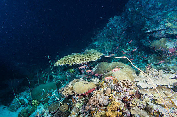 点阵军鱼（Myripristis violacea Bleeker，1851年）在桌下的珊瑚。帕劳乌龙海峡