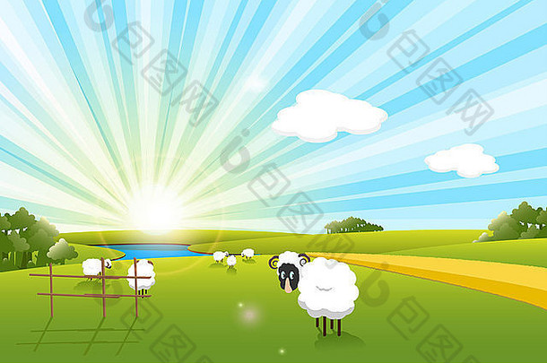 图为太阳天空牧场上的白羊