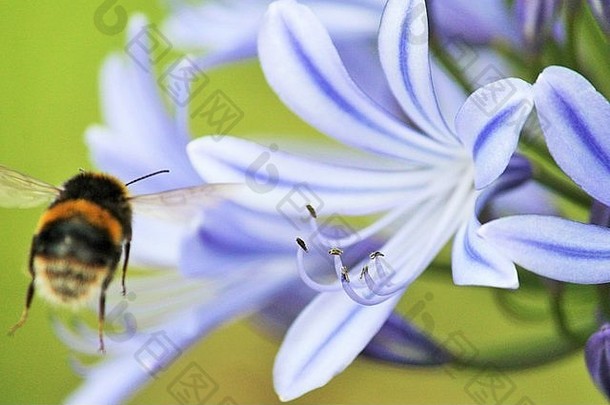 蓝色，非洲百合，非洲龙舌兰（非洲龙舌兰），大黄蜂采集花粉