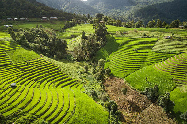 泰国北部稻田俯视图