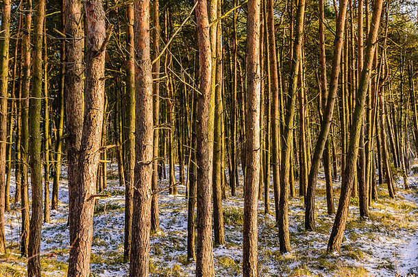 冬季的赫尔半岛（波兰）。一排树。