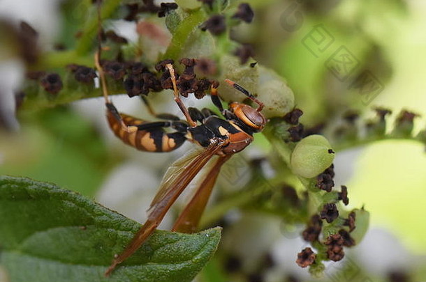 花色黄蜂在植被中的<strong>入侵物种</strong>
