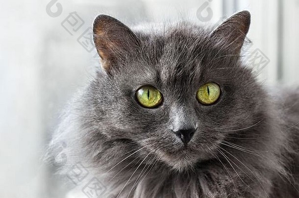 вeautiful灰色的nebelung猫坐着窗口内部首页
