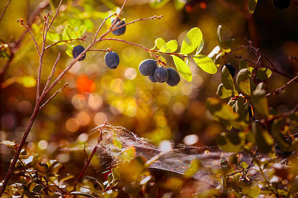 树枝<strong>上新</strong>鲜成熟的蓝莓。森林里<strong>夏日</strong>阳光明媚。