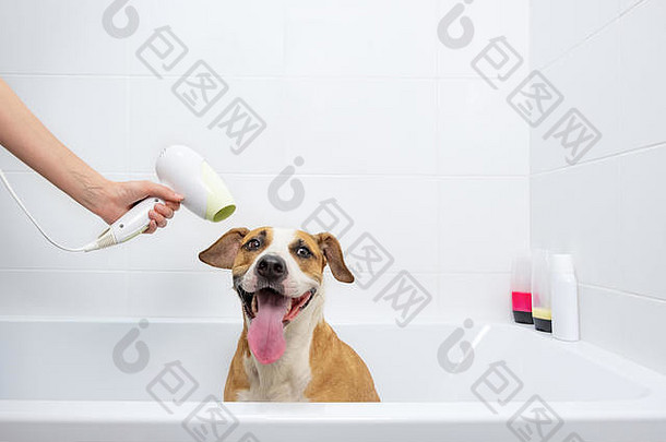 有趣的可爱的狗浴缸干电吹风采取护理宠物首页概念训练有素的听话斯塔福德郡梗坐在whi