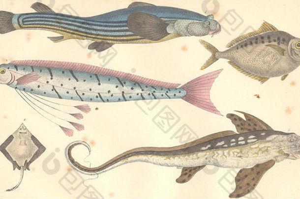 鱼类：苏里亚门鱼；宙斯内星；霍肯尼裸子；拉贾；嵌合体1870