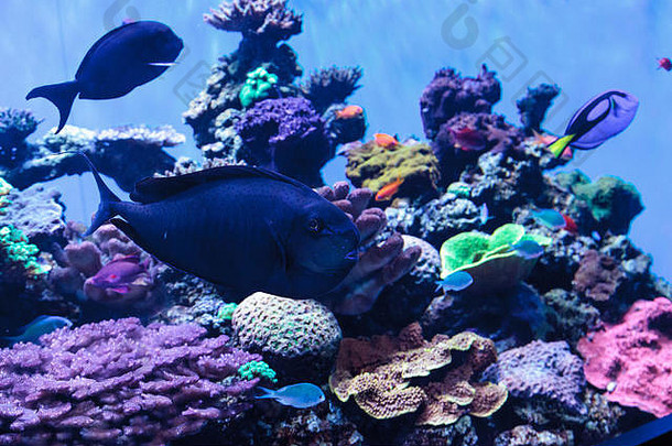 珊瑚礁中的大鼻子独角兽鱼，被称为Naso vlamingii