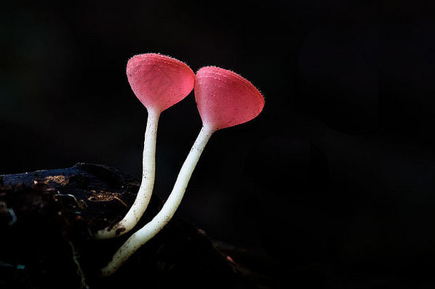 从木材中长出的一组红色杯状蘑菇（库克伊纳苏莱佩（伯克）（萨伊）