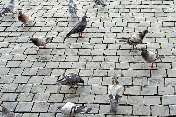 喂养鸽子彼得斯广场罗马意大利