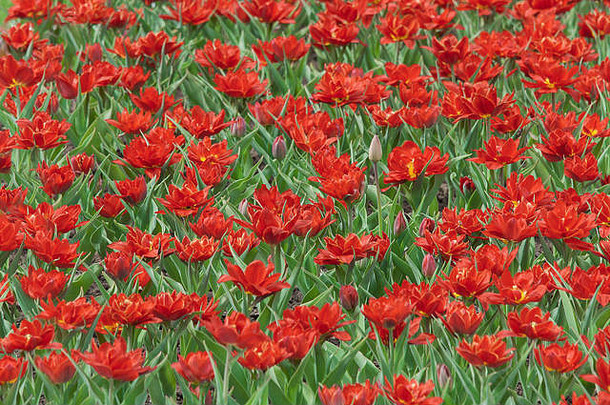春季红色郁金香的背景
