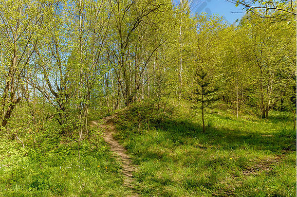 春天沿着列宁格勒地区的萨布林卡河散步。萨布利诺自然保护区。