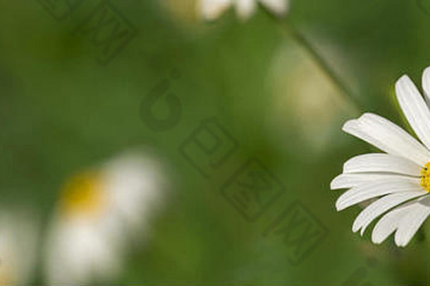 夏季野生雏菊花圃，白色洋甘菊特写镜头，背景柔和。社交媒体封面格式