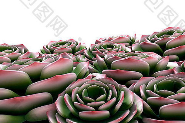 在一个孤立的背景上选择绿色和粉红色的岩玫瑰肉质植物