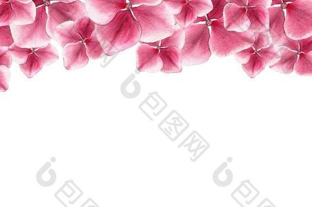 粉色绣球花无缝横幅设计，母亲节水彩插画，花卉装饰无缝边框，粉色绣球花花瓣