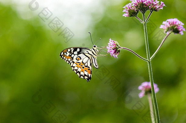 网纹燕尾蝶，又名柠檬或酸橙燕尾蝶或小柑橘蝶，以花为食