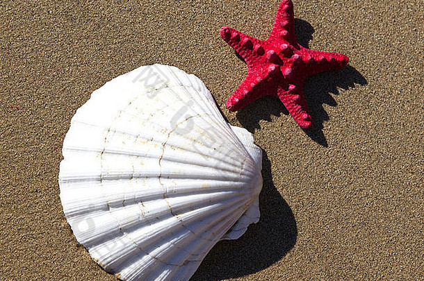 壳牌红色的海星沙子海滩
