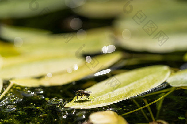 常见的绿色瓶飞关闭宏绿蝇属sericata飞坐着叶睡莲池塘