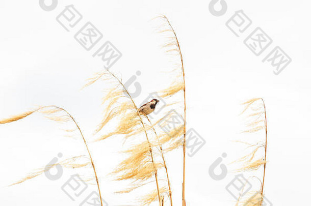 这是一幅风景如画的鸟类图片，一只麻雀栖息在干燥的金色潘帕斯草原上，嘴里叼着白色背景的食物。