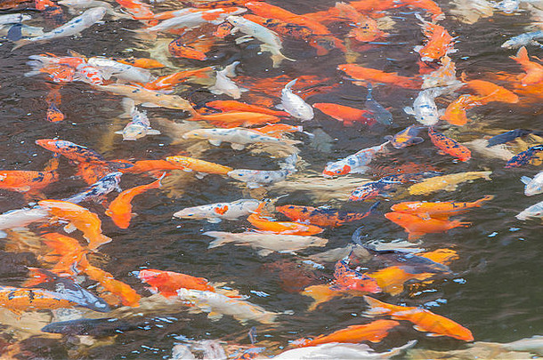 在一个日本锦鲤池塘里​​吃