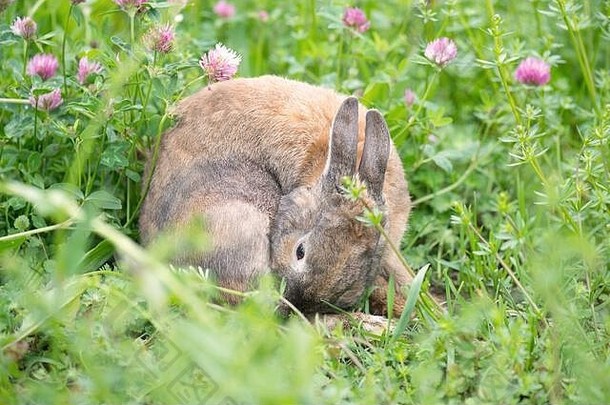 春天草地上的兔子