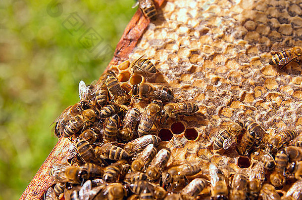 关闭视图工作蜜蜂蜂窝甜蜜的蜂蜜蜂蜜养蜂健康的生产蜜蜂蜂蜜收集