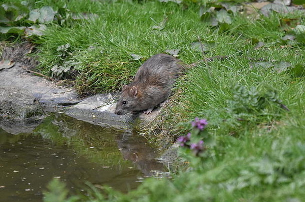 bridlighton附近的rspb bempton悬崖上，一只棕色老鼠在池塘里倒影，正在喝水