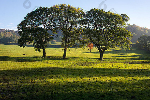 <strong>英国风景</strong>中的四棵树。