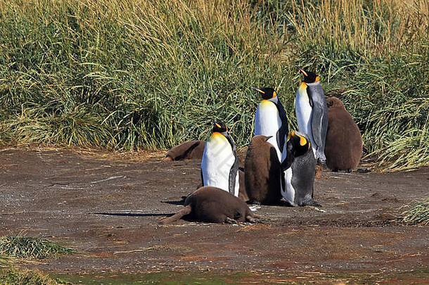 智利火地岛上的一个殖民地中的王企鹅（Aptenodytes patagonicus）及其幼企鹅