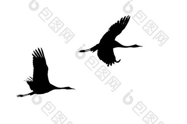 两只普通/欧亚鹤（Grus-Grus）在白色背景下飞行。