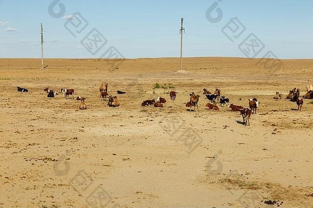在哈萨克斯坦的大草原上，一群奶牛和骆驼一起吃草。咸海区