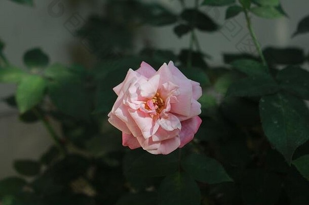 美丽的玫瑰图片孟加拉国
