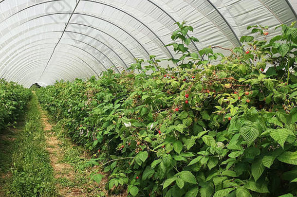 塔斯马尼亚州温室里生长的树莓植物