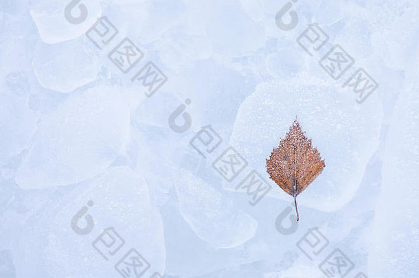 桦木树叶冻冰自然冬天背景