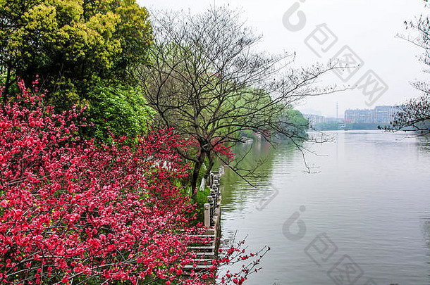 秋天湖边开着红花绿树。雾城城市景观。