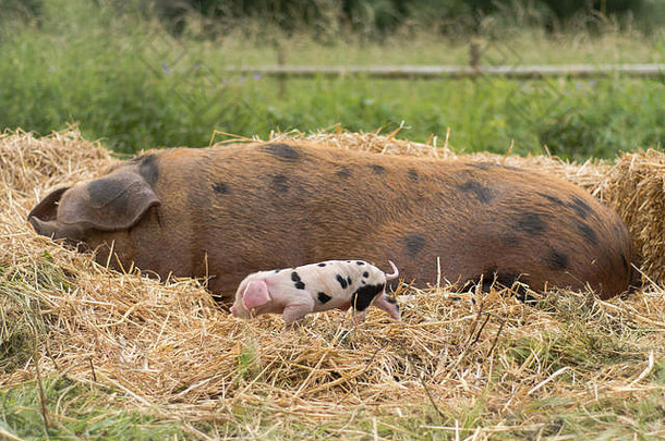 牛津桑迪黑母猪和小猪。四天大的家猪在户外，粉红色皮肤上有黑斑