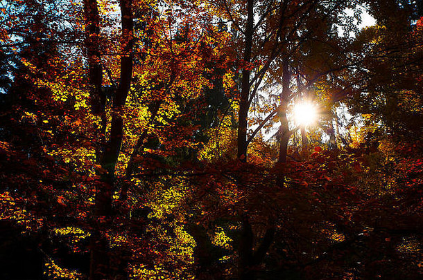 秋天<strong>的森林</strong>，美丽<strong>的</strong>秋色。